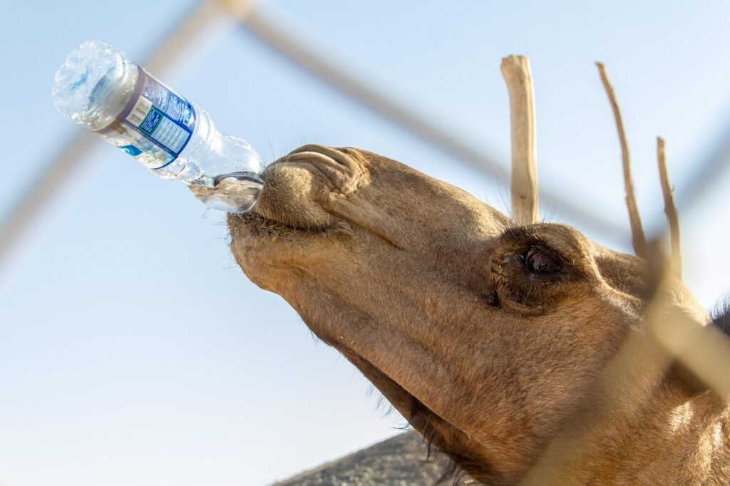 camel, sky, holiday, egypt, water bottle, water, plastic, animal, desert, eye, hair, fur, skin, fence, nature, egypt, water bottle, water bottle, water bottle, water bottle, water bottle